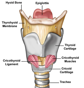 Le larynx